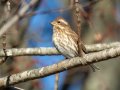 Purple Finch - Swan Lake Sports Complex, Montgomery, Tennessee, November 30, 2022