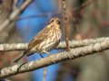 Purple Finch - Swan Lake Sports Complex, Montgomery, Tennessee, November 30, 2022