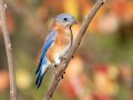Eastern Bluebird - Swan Lake Sports Complex, Montgomery, Tennessee, November 30, 2022