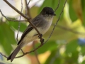 Eastern Phoebe - Dunbar Cave SP - Montgomery County - Oct 2, 2022