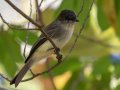 Eastern Phoebe - Dunbar Cave SP - Montgomery County - Oct 2, 2022
