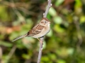 Field Sparrow - Swan Lake Sports Complex, Montgomery, Tennessee, November 30, 2022