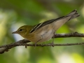 Bay-breasted Warbler - Dunbar Cave SP - Montgomery County - Oct 2, 2022
