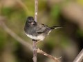 Dark-eyed Junco (Slate-colored) - Swan Lake Sports Complex, Montgomery, Tennessee, November 30, 2022