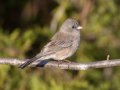 Dark-eyed Junco (Slate-colored) - Swan Lake Sports Complex, Montgomery, Tennessee, November 30, 2022