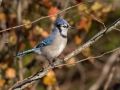 Blue Jay - Swan Lake Sports Complex, Montgomery, Tennessee, November 30, 2022
