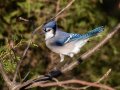 Blue Jay - Swan Lake Sports Complex, Montgomery, Tennessee, November 30, 2022