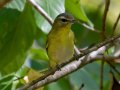 Philadelphia Vireo - Dunbar Cave SP - Montgomery County - Oct 2, 2022