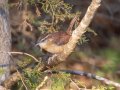 Carolina Wren - Swan Lake Sports Complex, Montgomery, Tennessee, November 30, 2022