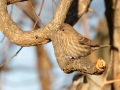 House Finch- Swan Lake Sports Complex, Montgomery, Tennessee, November 30, 2022