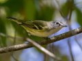 Blue-headed Vireo - Dunbar Cave SP - Montgomery County - Oct 2, 2022