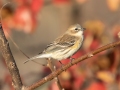 Yellow-rumped Warbler (Myrtle)- Swan Lake Sports Complex, Montgomery, Tennessee, November 30, 2022