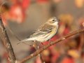 Yellow-rumped Warbler (Myrtle)- Swan Lake Sports Complex, Montgomery, Tennessee, November 30, 2022