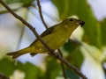 Scarlet Tanager - Dunbar Cave SP - Montgomery County - Oct 2, 2022