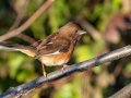 Eastern Towhee - Swan Lake Sports Complex, Montgomery, Tennessee, November 30, 2022