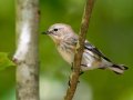 Yellow-rumped Warbler (Myrtle) - Dunbar Cave SP - Montgomery County - Oct 2, 2022