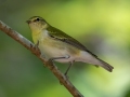 Tennessee Warbler - Dunbar Cave SP - Montgomery County - Oct 2, 2022