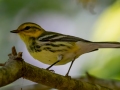 Black-throated Green Warbler - Dunbar Cave SP - Montgomery County - Oct 2, 2022