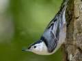 White-breasted Nuthatch - Dunbar Cave SP - Montgomery County - Oct 2, 2022