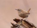 Winter Wren - Dunbar Cave SP, Montgomery, Tennessee, December 5, 2022