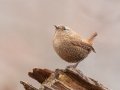 Winter Wren - Dunbar Cave SP, Montgomery, Tennessee, December 5, 2022