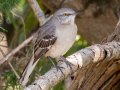 Northern Mockingbird - Dunbar Cave SP - Montgomery County - Oct 2, 2022