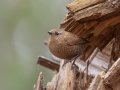 Winter Wren - Dunbar Cave SP, Montgomery, Tennessee, December 5, 2022