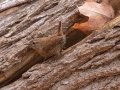 Winter Wren - Dunbar Cave SP, Montgomery, Tennessee, December 5, 2022