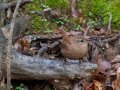 Winter Wren - Dunbar Cave SP, Montgomery, Tennessee, December 5, 2022