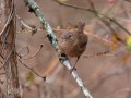 Winter Wren - Dunbar Cave SP, Montgomery, Tennessee, December 5, 2022