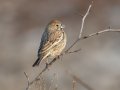 Lark Bunting - Liberty Park and Marina, Montgomery County, Nov 14, 2022
