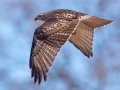 Red-tailed Hawk (borealis) - Tennessee NWR--Duck River Unit, Humphreys County, November 16, 2020