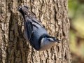White-breasted Nuthatch- Cross Creeks NWR--Woodpecker Interpretive Trail, Stewart County, November 2, 2020
