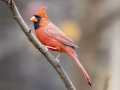 Northern Cardinal - Dunbar Cave State Park, Clarksville, Montgomery County, Nov 21, 2023