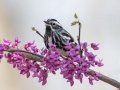 Black-and-white Warbler - Gatling Point Rec Area, Stewart County, Tennessee, United States, April 1, 2025