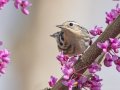 Black-and-white Warbler - Gatling Point Rec Area, Stewart County, Tennessee, United States, April 1, 2025