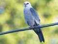 Mississippi Kite - neighborhood near Dunbar Cave State Park - Clarksville, Montgomery County, TN - July 15, 2023