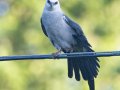 Mississippi Kite - neighborhood near Dunbar Cave State Park - Clarksville, Montgomery County, TN - July 15, 2023