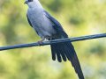 Mississippi Kite - neighborhood near Dunbar Cave State Park - Clarksville, Montgomery County, TN - July 15, 2023