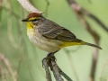 Palm Warbler- Dunbar Cave SP,  Montgomery County, Clarksville, Tennessee, April 26, 2023