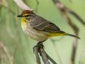 Palm Warbler - Dunbar Cave SP, Montgomery, Tennessee, Apr 24, 2023