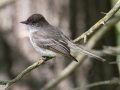 Eastern Phoebe - Dunbar Cave SP,  Montgomery County, Clarksville, Tennessee, April 26, 2023