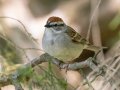 Chipping Sparrow - Dunbar Cave SP,  Montgomery County, Clarksville, Tennessee, April 26, 2023