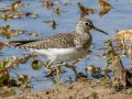 Solitary Sandpiper - Dunbar Cave SP,  Montgomery County, Clarksville, Tennessee, April 26, 2023