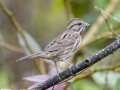 Song Sparrow - Dunbar Cave State Park, Clarksville, Montgomery County, Nov 21, 2023