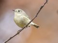 Ruby-crowned Kinglet - Dunbar Cave SP, Montgomery, Tennessee, Nov 21, 2023