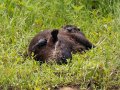 River Otters (mother and baby series) - Dunbar Cave State Park, Clarksville, Montgomery County, TN - July 16, 2023