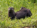 River Otters (mother and baby series) - Dunbar Cave State Park, Clarksville, Montgomery County, TN - July 16, 2023