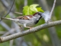 House Sparrow gathering nest material - Dunbar Cave SP,  Montgomery County, Clarksville, Tennessee, April 26, 2023
