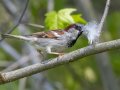 House Sparrow gathering nest material - Dunbar Cave SP,  Montgomery County, Clarksville, Tennessee, April 26, 2023